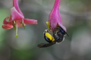 画像：花で吸蜜するヒメハナバチ（拡大画像へのリンク）