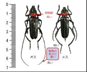 三鷹市 クビアカツヤカミキリ対策にご協力ください