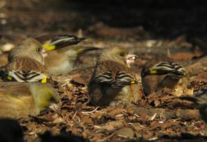 画像：地面でカエデの種子を食べるカワラヒワ（拡大画像へのリンク）