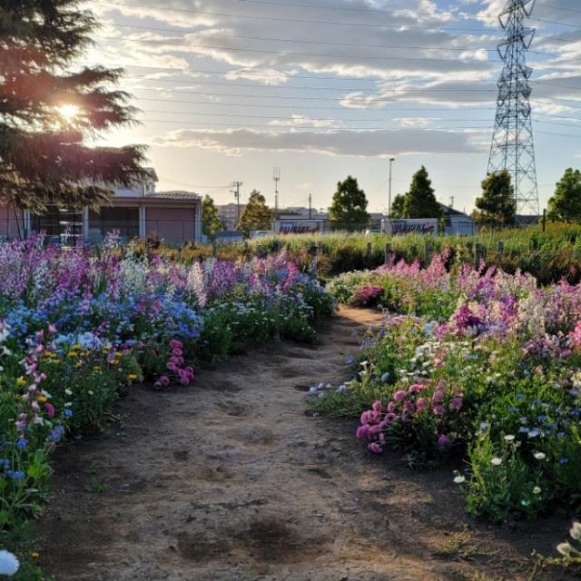 画像：花畑の写真