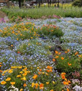 画像：花の写真（拡大画像へのリンク）