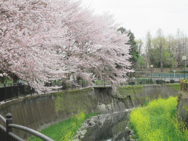 画像：仙川沿いの桜並木