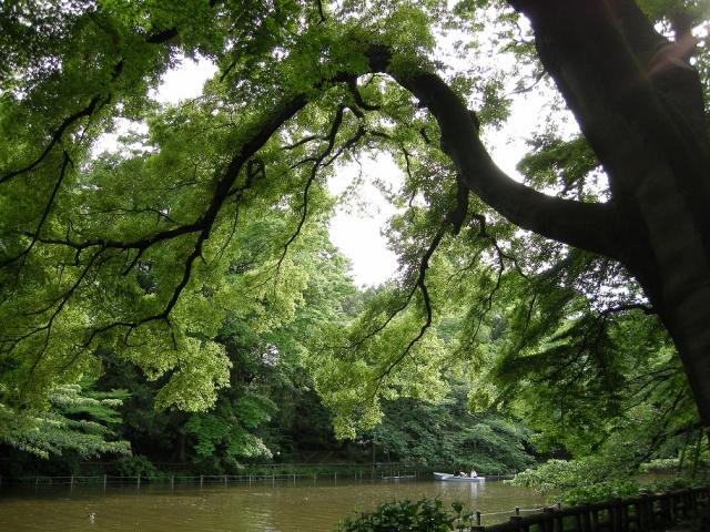 画像：エノキの大木