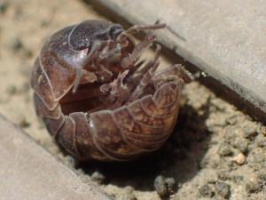 三鷹市 第102回 オカダンゴムシ 陸団子虫