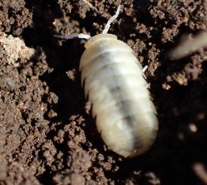 三鷹市 第102回 オカダンゴムシ 陸団子虫