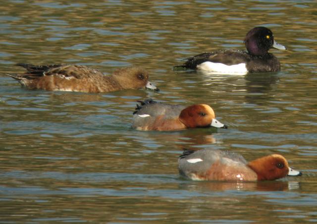 画像：水面の餌を食べる様子