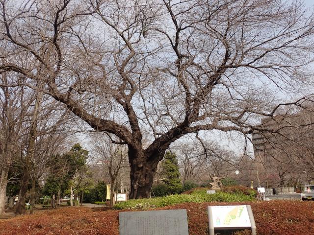 画像：仙川平和公園の桜の様子