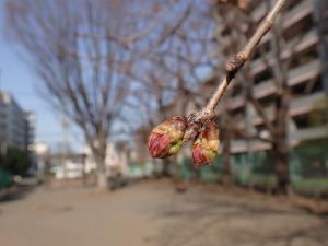 画像：観察木の桜のつぼみ（下連雀児童遊園）（拡大画像へのリンク）