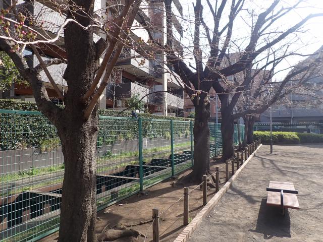 画像：下連雀児童遊園の桜の様子