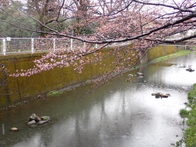 画像：仙川沿いの桜の様子