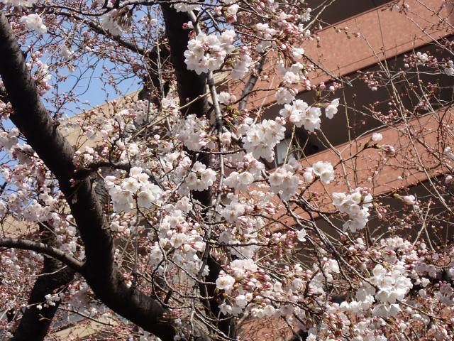 画像：開花した桜（下連雀児童遊園）