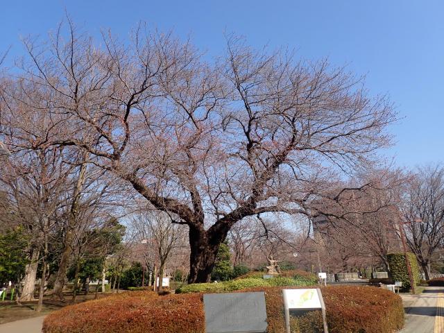 画像：仙川平和公園の様子