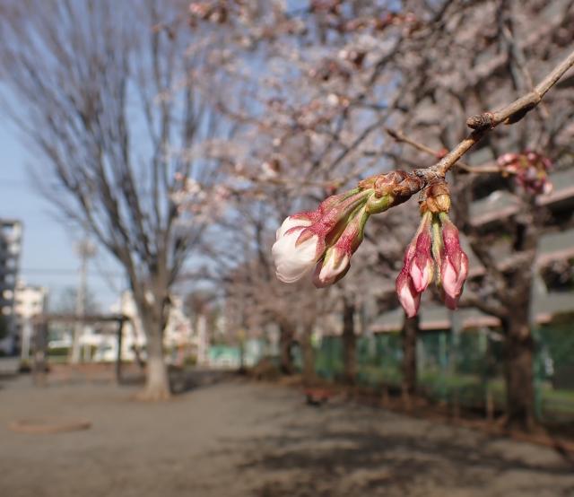 画像：観察木の桜のつぼみ（下連雀児童遊園）