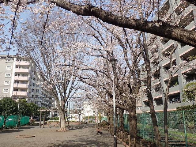 画像：下連雀児童遊園の桜の様子