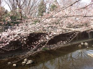 画像：仙川沿いの桜の様子（拡大画像へのリンク）