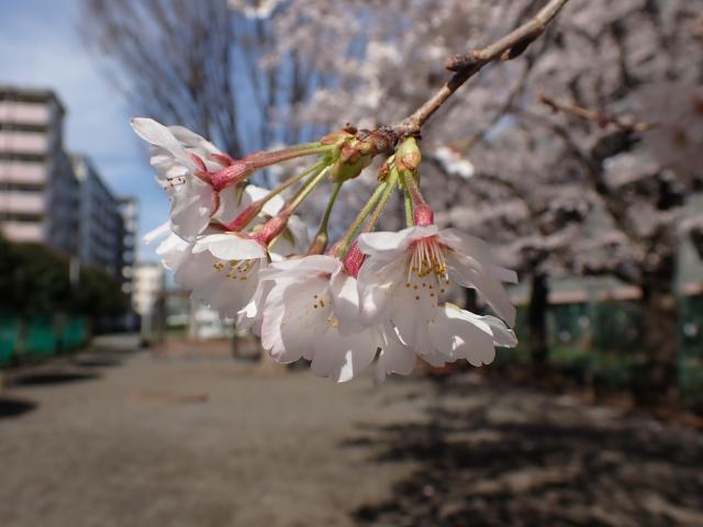 画像：観察木の桜のつぼみ（下連雀児童遊園）
