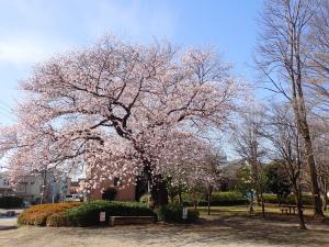画像：仙川平和公園の桜の様子（拡大画像へのリンク）