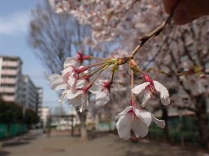 画像：観察木の桜のつぼみ（下連雀児童遊園）（拡大画像へのリンク）