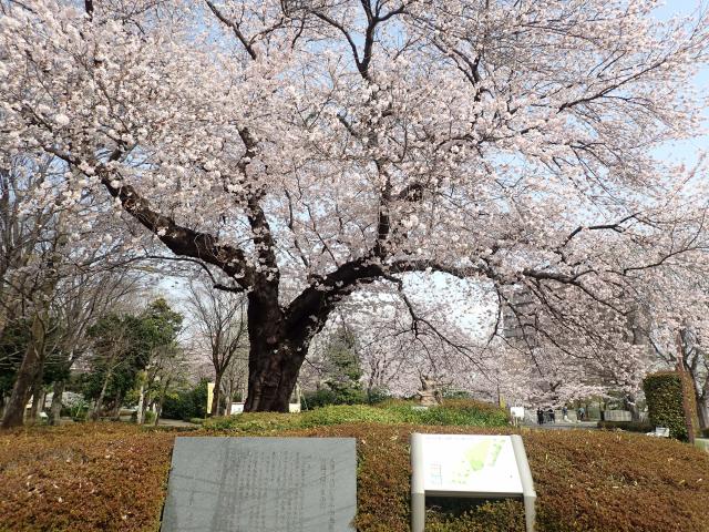 画像：仙川平和公園の桜