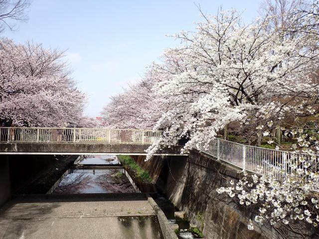 画像：仙川沿いの大島桜