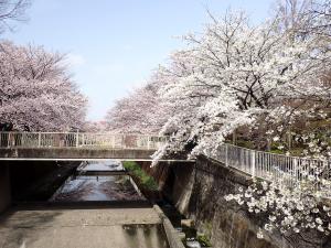 画像：仙川沿いの大島桜（拡大画像へのリンク）