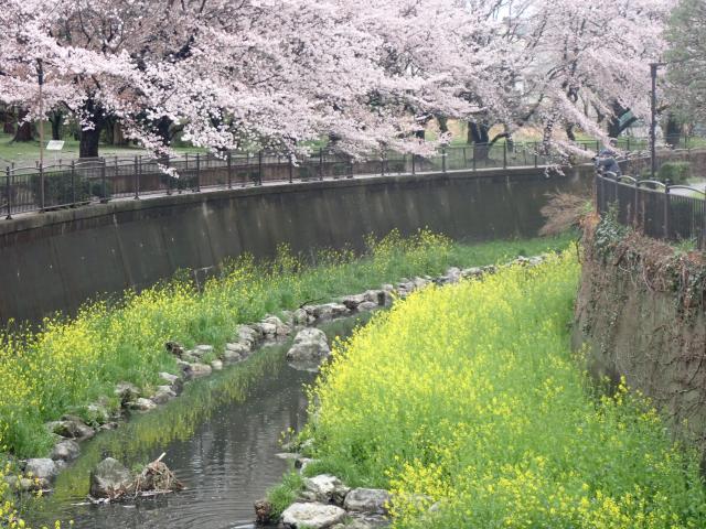 画像：桜と菜の花（仙川沿い）