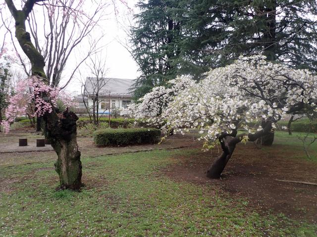 画像：仙川平和公園の桜