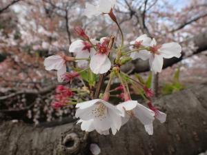 画像：桜の様子（仙川平和公園）（拡大画像へのリンク）