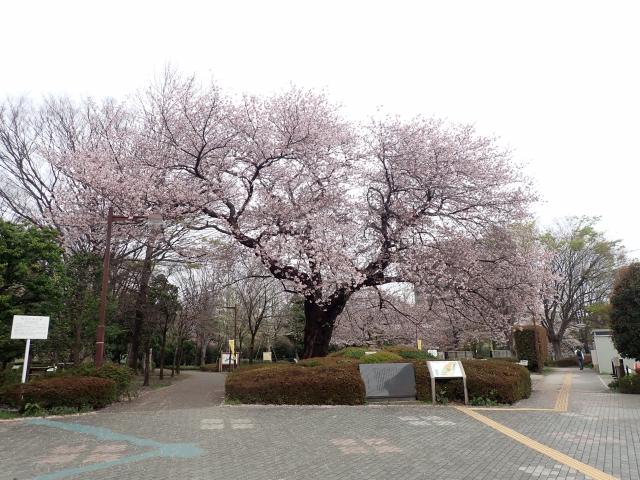 画像：桜の様子（仙川平和公園）