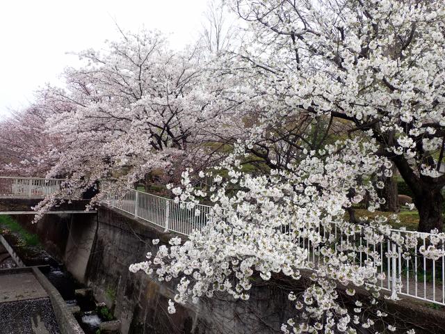 画像：仙川沿いの桜