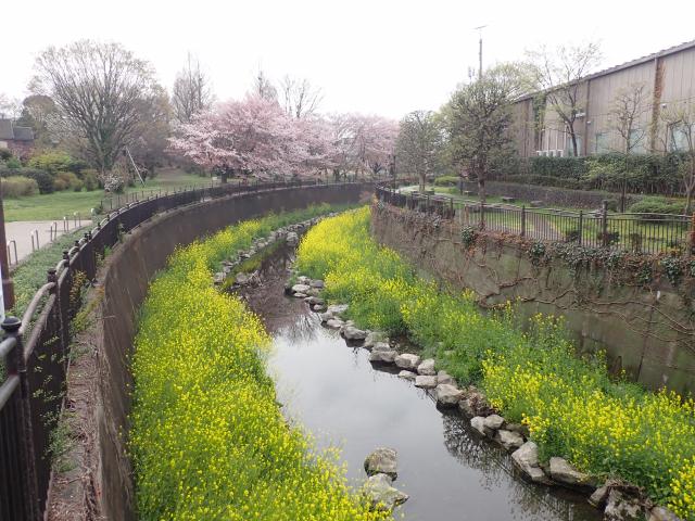画像：丸池公園側の桜