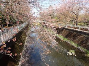 画像：仙川沿いの桜（拡大画像へのリンク）