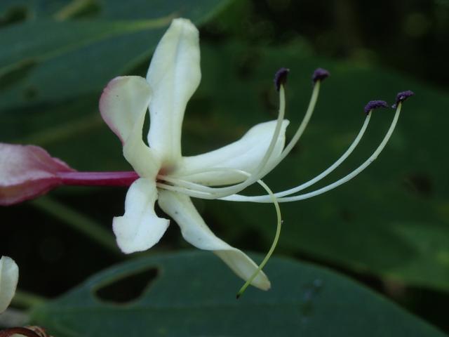 画像：クサギの花