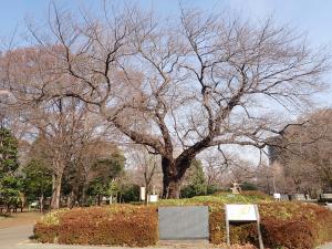 画像：仙川平和公園の桜の様子（拡大画像へのリンク）