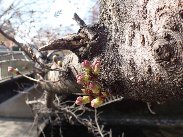 画像：観察木の桜の様子（仙川平和公園）