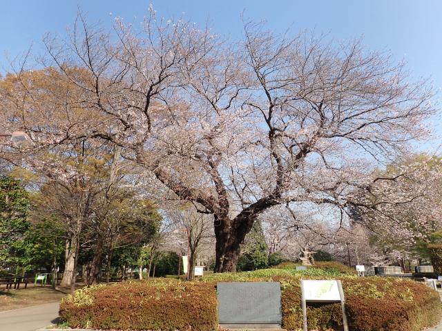 画像：仙川平和公園の桜の様子