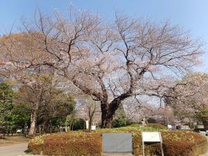 画像：仙川平和公園の桜の様子（拡大画像へのリンク）