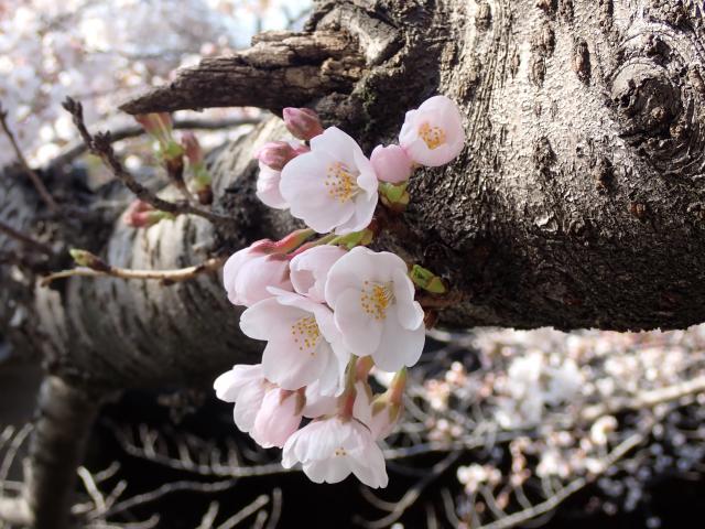 画像：観察木の桜の様子（仙川平和公園）
