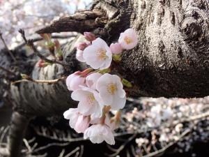 画像：観察木の桜の様子（仙川平和公園）（拡大画像へのリンク）