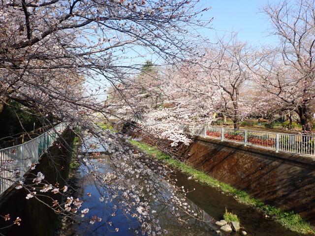 画像：仙川沿いの桜の様子