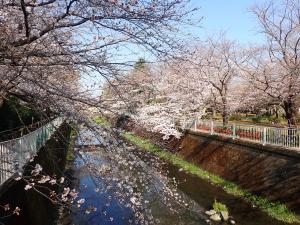 画像：仙川沿いの桜の様子（拡大画像へのリンク）