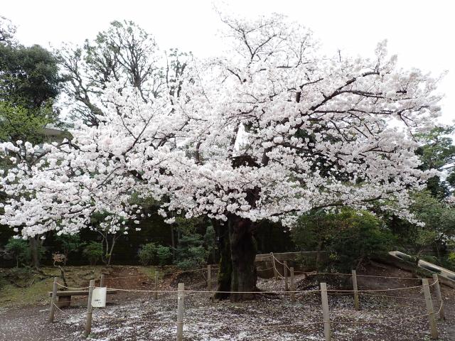 画像：三鷹台児童公園の桜の様子
