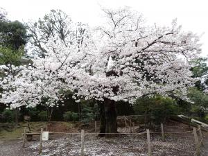 画像：三鷹台児童公園の桜の様子（拡大画像へのリンク）
