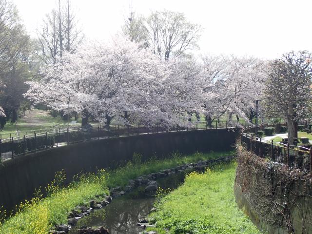 画像：菜の花と仙川沿いの桜の様子