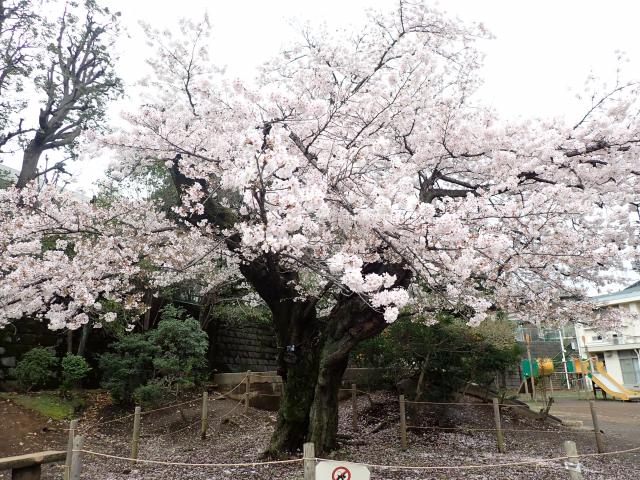 画像：3月27日の三鷹台児童公園の桜の様子