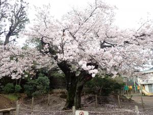 画像：3月27日の三鷹台児童公園の桜の様子（拡大画像へのリンク）