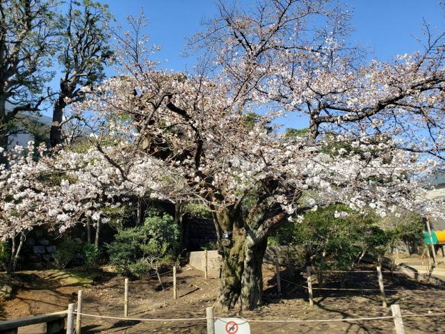 画像：3月20日の三鷹台児童公園の桜の様子（井の頭一丁目町会より）