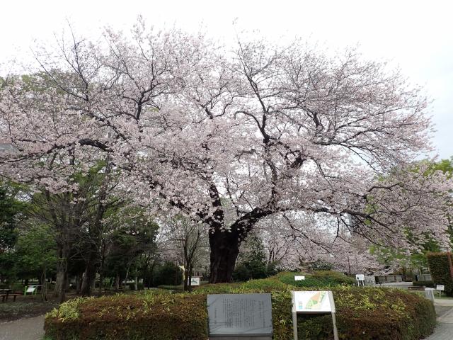 画像：仙川平和公園の桜の様子（3月27日）