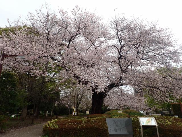 画像：仙川平和公園の桜の様子