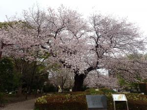 画像：仙川平和公園の桜の様子（拡大画像へのリンク）